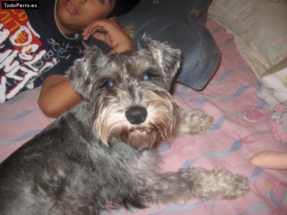 La foto del perro