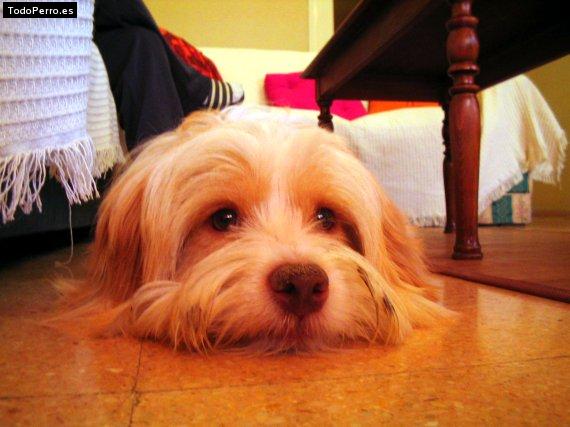 Foto del perro Nikko