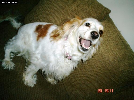La foto del perro