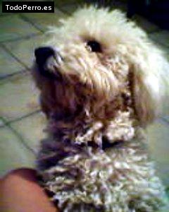 Foto del perro Nico