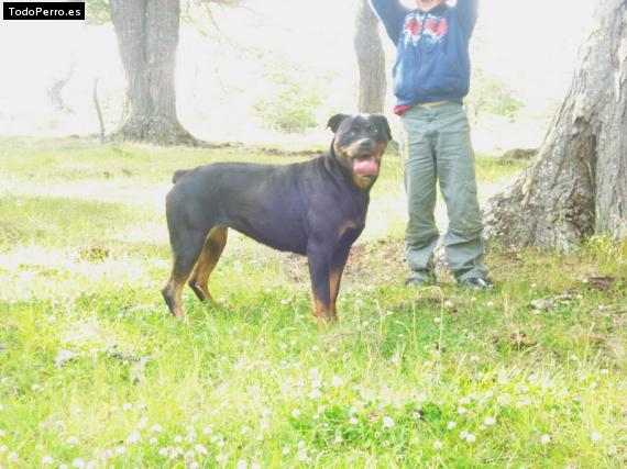 La foto del perro