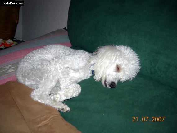 La foto del perro