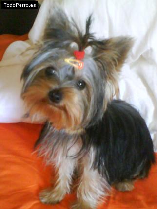 La foto del perro