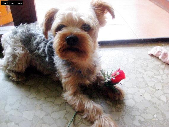 La foto del perro