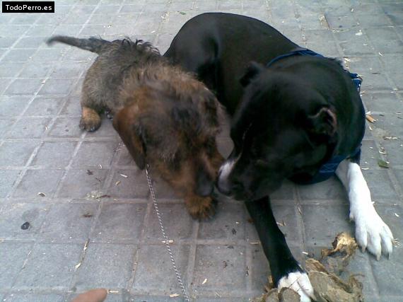 La foto del perro