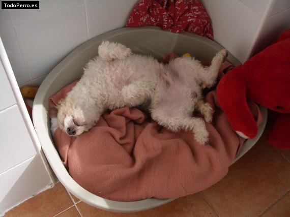 La foto del perro