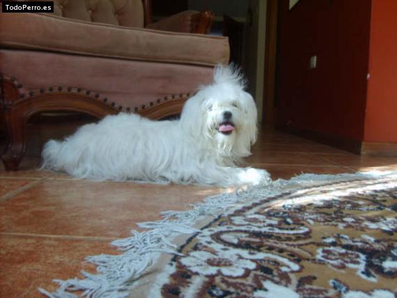 La foto del perro