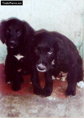 Foto del perro Rex y randy