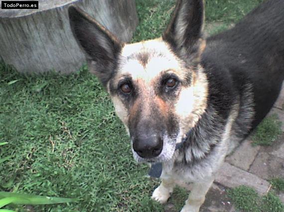 Foto del perro Nikita