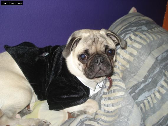 La foto del perro