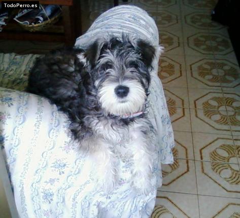 La foto del perro