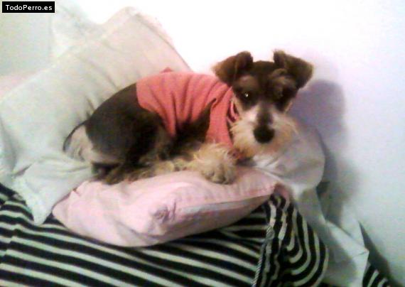 La foto del perro
