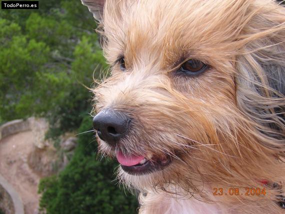 La foto del perro