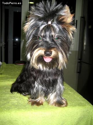 La foto del perro