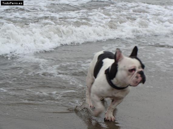 La foto del perro
