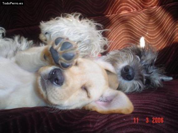 La foto del perro