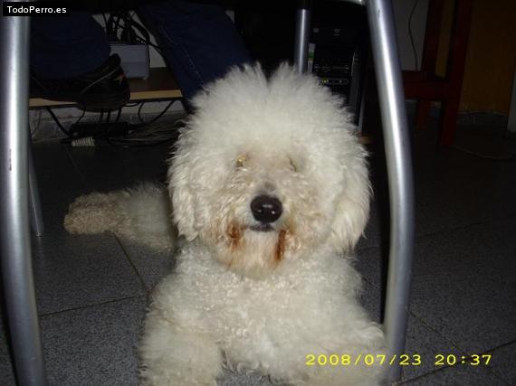 La foto del perro