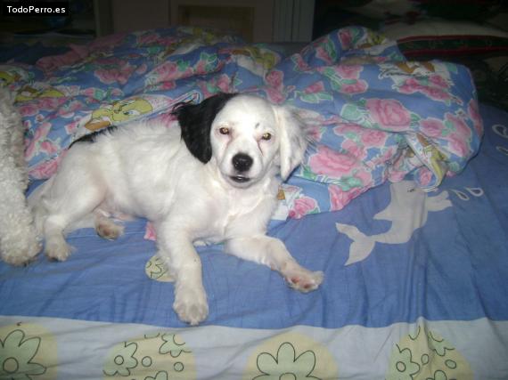 La foto del perro