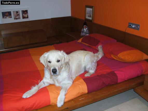 La foto del perro