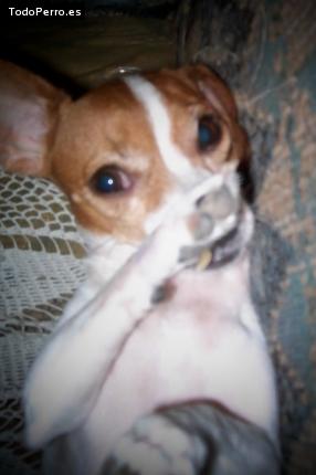 La foto del perro