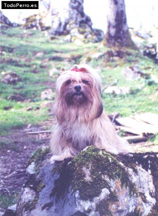 La foto del perro