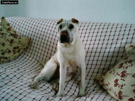 La foto del perro