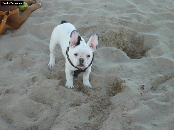 La foto del perro