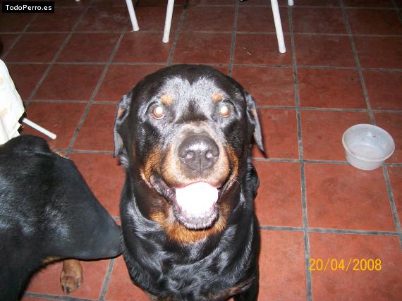 La foto del perro