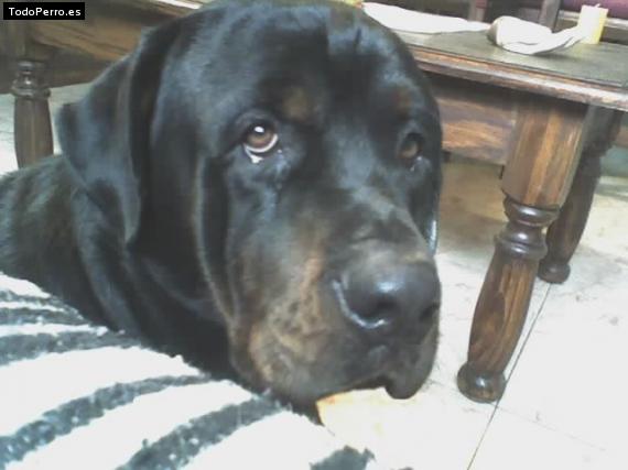 La foto del perro