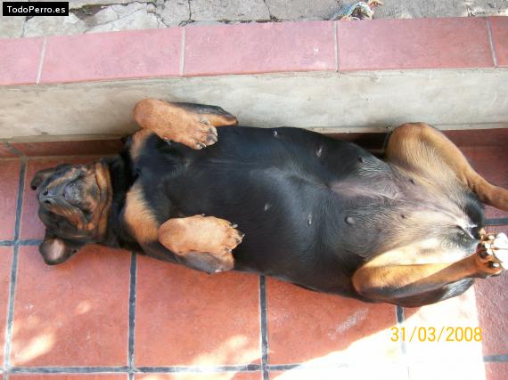 La foto del perro