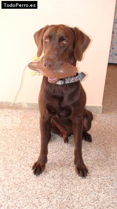 La foto del perro