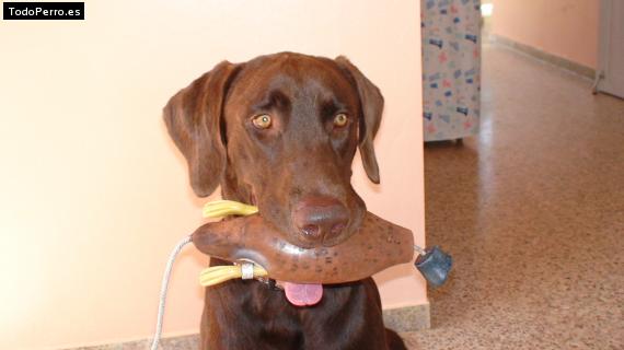 La foto del perro
