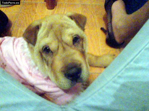 La foto del perro
