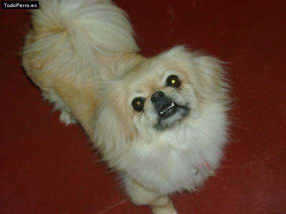 La foto del perro