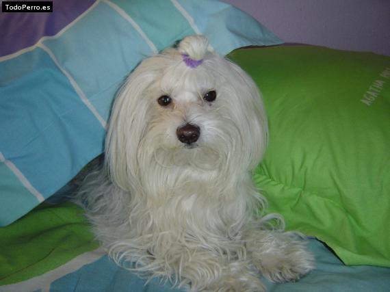 La foto del perro