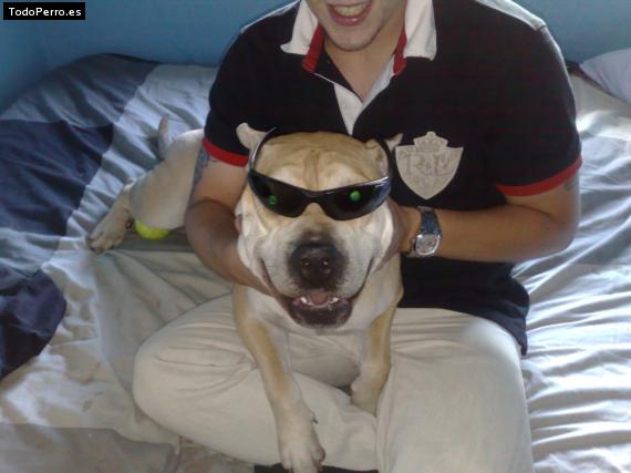 La foto del perro