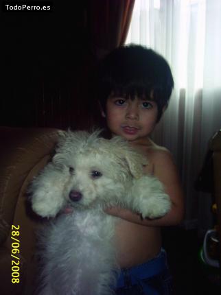 La foto del perro