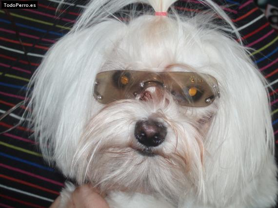 La foto del perro