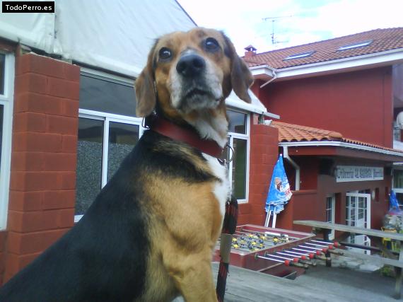 La foto del perro