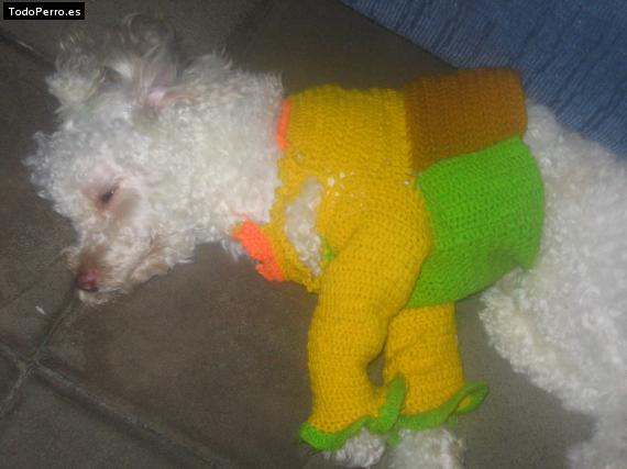 La foto del perro