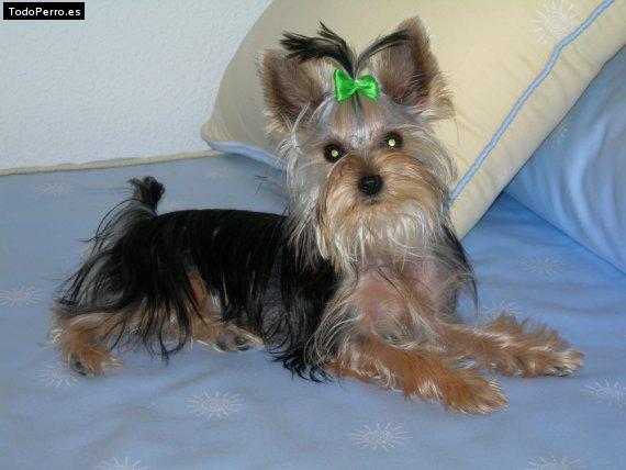 Foto del perro Wanda
