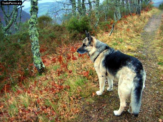 La foto del perro