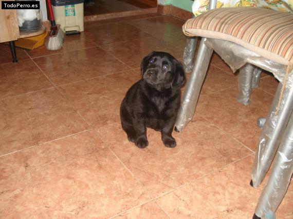 La foto del perro