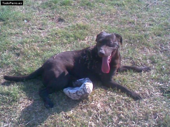 La foto del perro