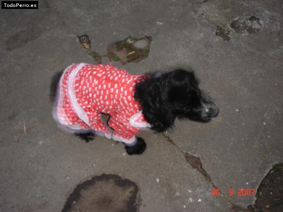 La foto del perro