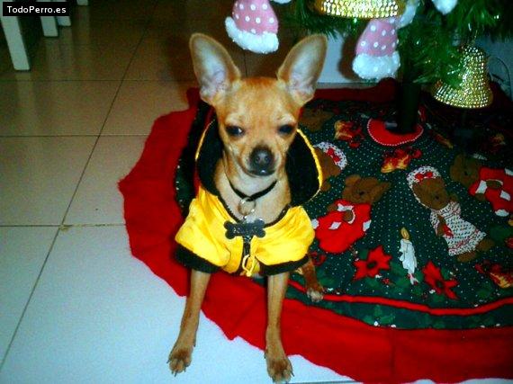 La foto del perro