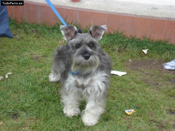 La foto del perro