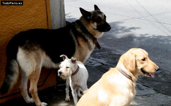 La foto del perro
