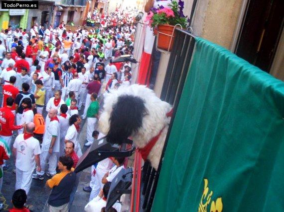 La foto del perro