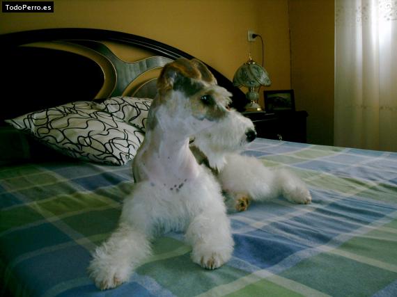 La foto del perro